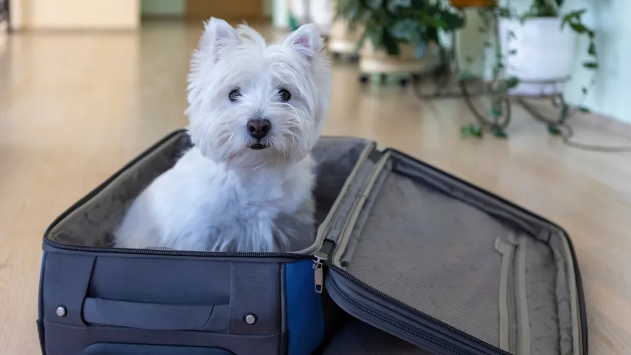 Imagem destauente: Lagoa EcoTowers é Pet Friendly em Caldas Novas