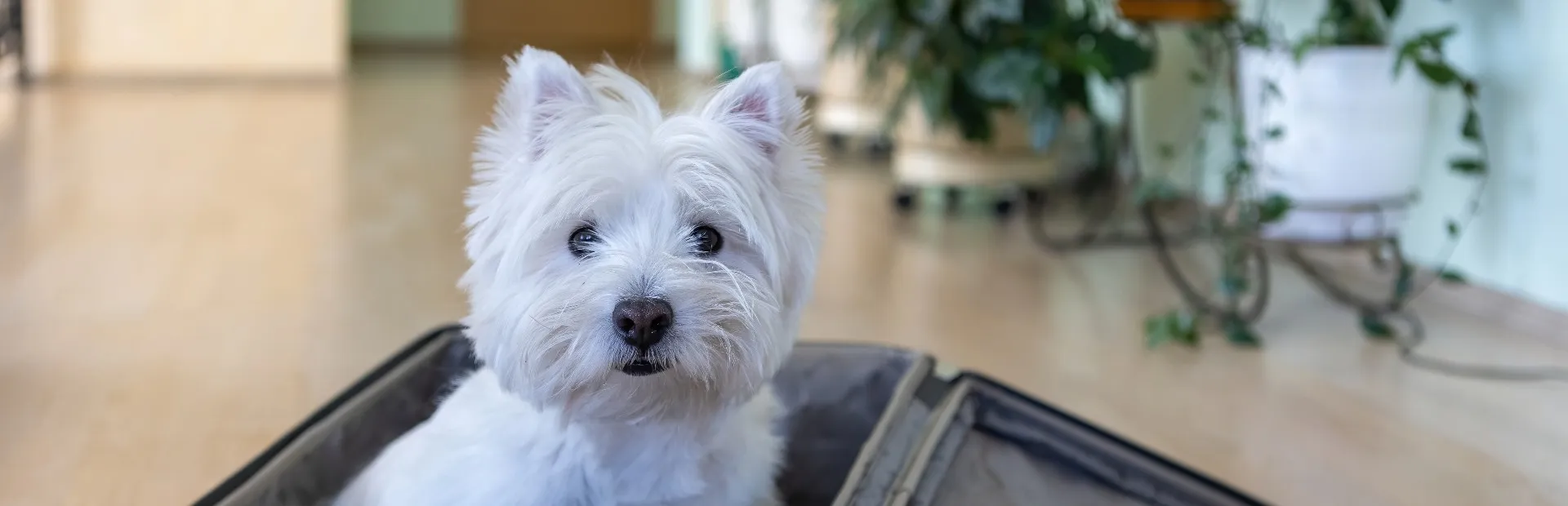 Lagoa EcoTowers é Pet Friendly em Caldas Novas: Veja as Regras